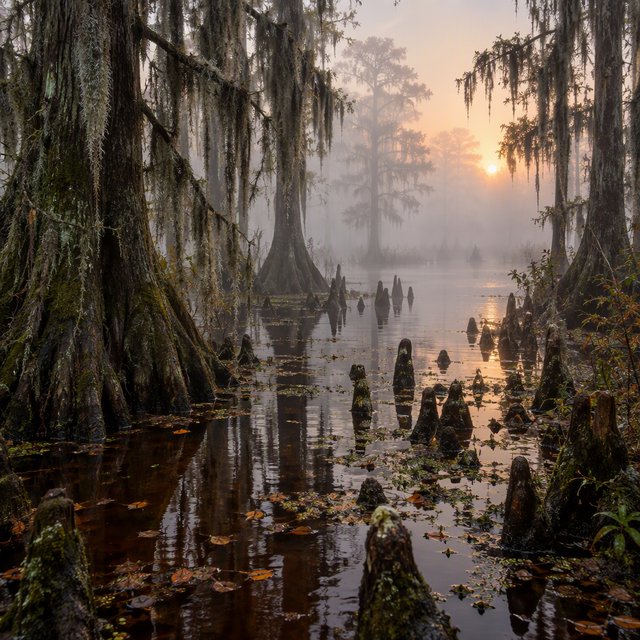 A cypress swamp at foggy sunrise after overnight drizzle, dark tea-colored water threading between moss-draped trunks; slick root knees and floating leaves lead toward pale trees disappearing into layered mist. — GPT Image 2.5 Flare
