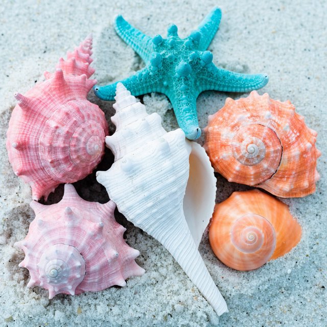 Exactly five seashells lie on pale sand: two pink shells on the left, one white shell in the center, and two orange shells on the right. A turquoise starfish sits above the center shell, nothing else. — Recraft v4
