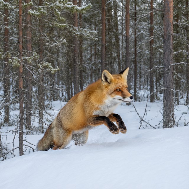 A red fox springs through powdery snow at the edge of a pine forest, ears forward and paws suspended. A real-world wildlife telephoto photograph in pale dawn light, 300mm lens, with snow crystals frozen midair. — Model 17