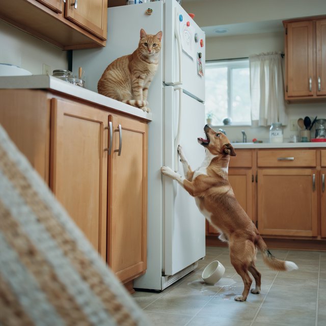 A cat sits on the top of a refrigerator calmly looking down at a barking dog. The dog is on his hind legs leaning on the fridge barking at the cat. — Ideogram v4