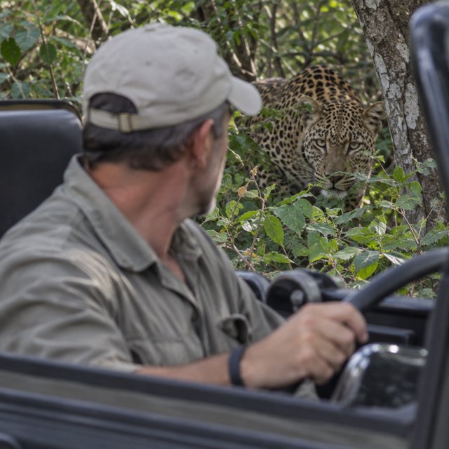 An adult on a jungle safari in his car, with a leopard lurking behind him in the bushes — GPT Image 2.5 Sunburst