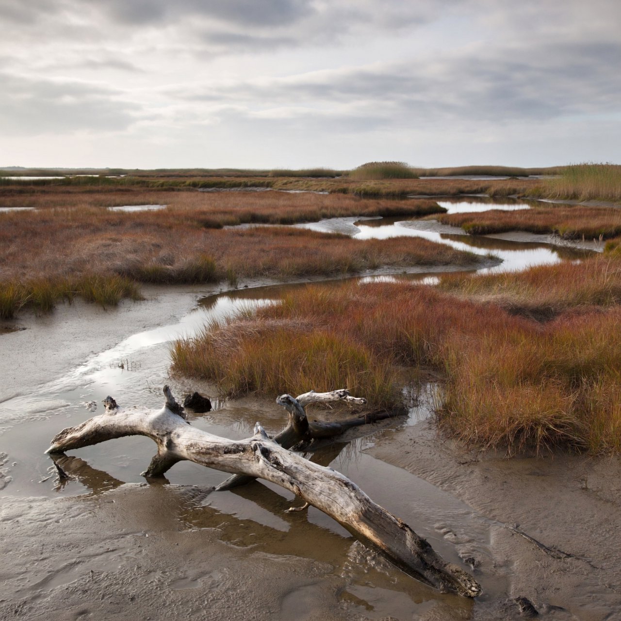 An expansive salt marsh at low tide under a pale overcast afternoon, winding channels reflecting silver sky between russet grasses, a weathered driftwood branch in the foreground, distant reeds and receding mud ridges revealing layered depth and wet natural texture. — ImagineArt 2