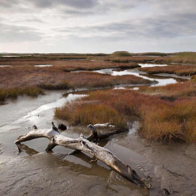 An expansive salt marsh at low tide under a pale overcast afternoon, winding channels reflecting silver sky between russet grasses, a weathered driftwood branch in the foreground, distant reeds and receding mud ridges revealing layered depth and wet natural texture. — ImagineArt 2