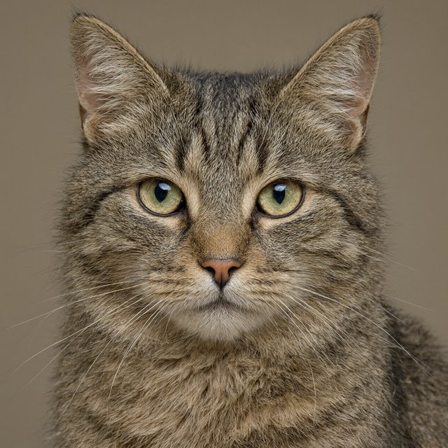 The infinite cat is infinite and adorable. — Model 18