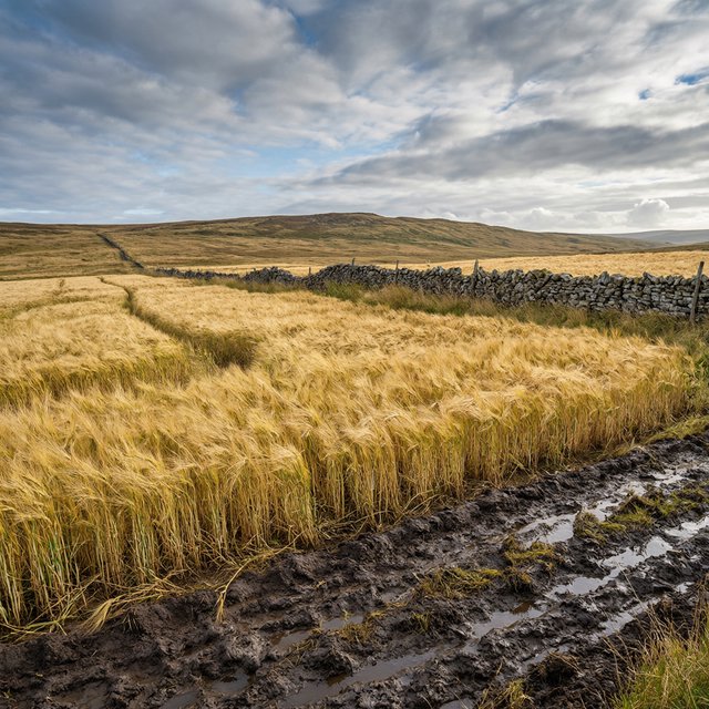 Golden barley fields ripple beneath a vast sky as a cool morning breeze follows overnight showers; muddy tractor furrows glisten in the foreground, guiding the eye past a weathered stone boundary toward low hills under broken clouds. — Model 18