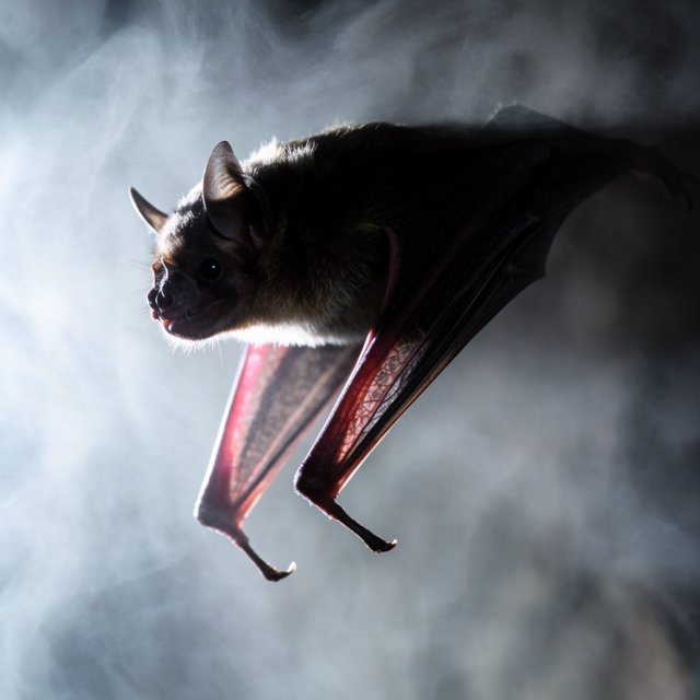 Vampire bat art, volumetric fog, chiaroscuro lighting, subsurface scattering. — Model 13