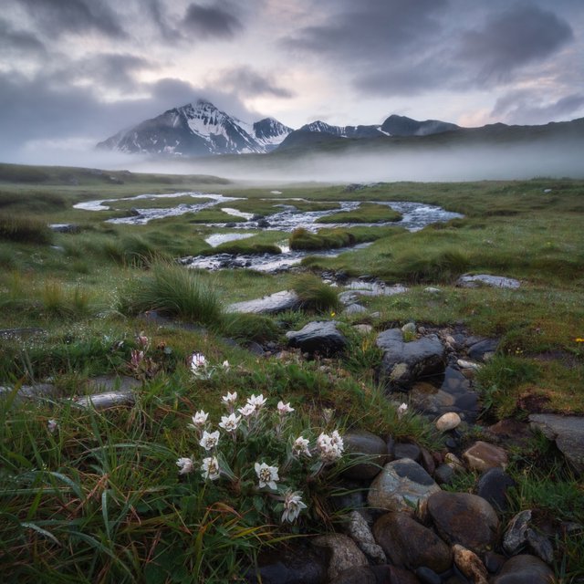A windswept alpine meadow beneath heavy morning clouds, fresh rain darkening the grasses, a braided stream winding toward distant snowcapped peaks, tiny wildflowers and wet stones sharpening the foreground texture and layered depth. — ImagineArt 2