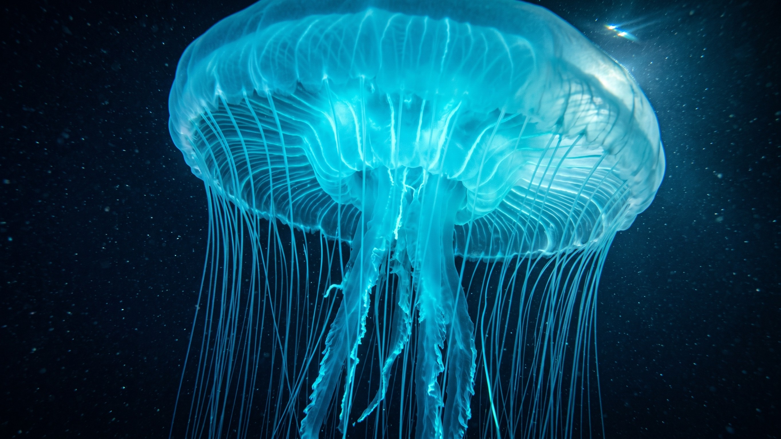 Mastering Deep-Sea Optical Physics & Bioluminescent Hydrology in Midjourney v6.1