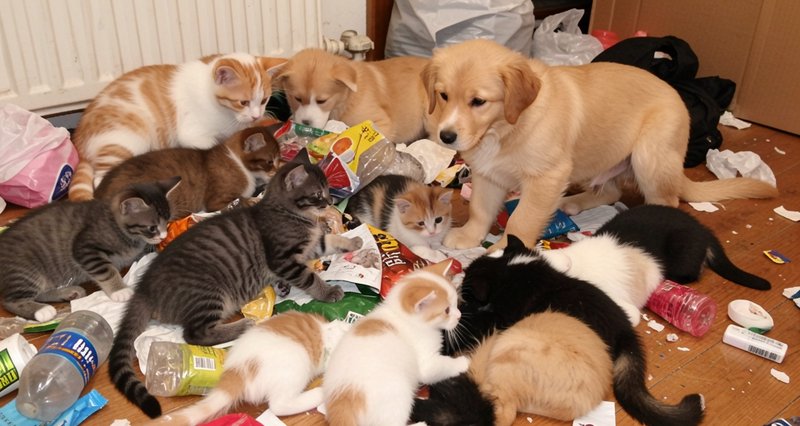 Crowd of fluffy kittens and golden puppies gathered on a cluttered messy wooden floor covered in ...