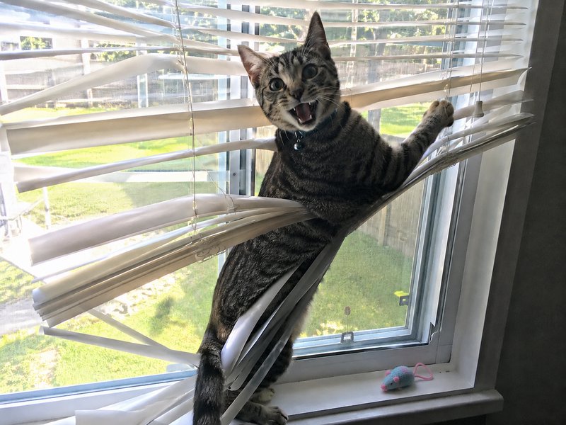 Surprised brown tabby cat tangled in bent window blinds, standing on windowsill with mouth wide open