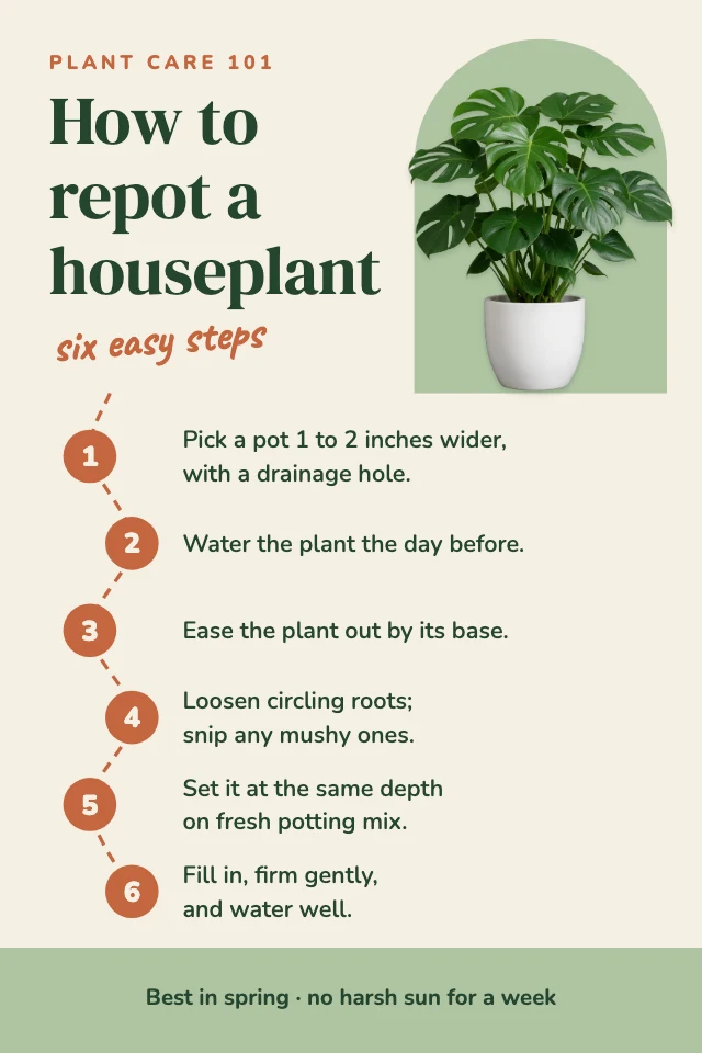 How to repot a plant infographic template