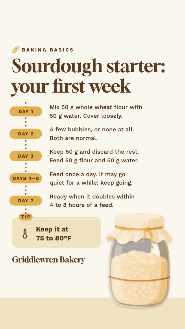 Sourdough starter timeline infographic template