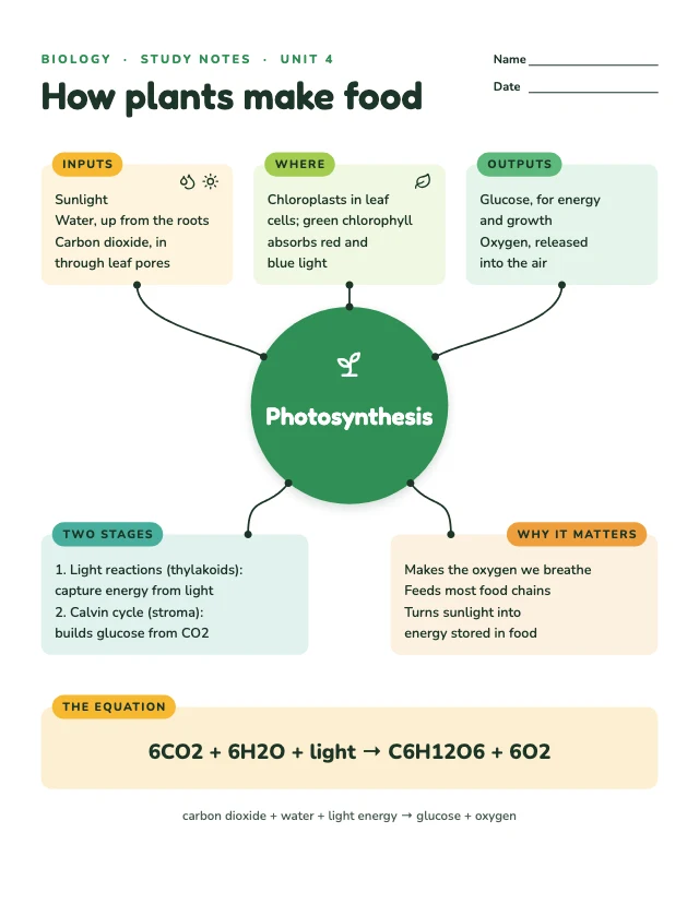 Study notes mind map template