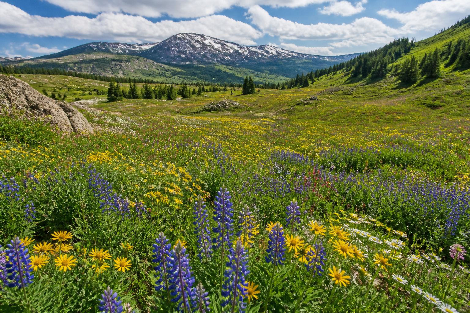 Spring meadow below the peaks