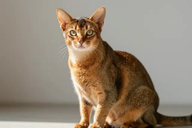 A ticked golden Abyssinian cat sits upright looking directly at the camera in warm side sunlight.