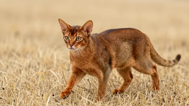A ticked coppery Abyssinian cat with large ears walks cautiously through tall dry golden grass