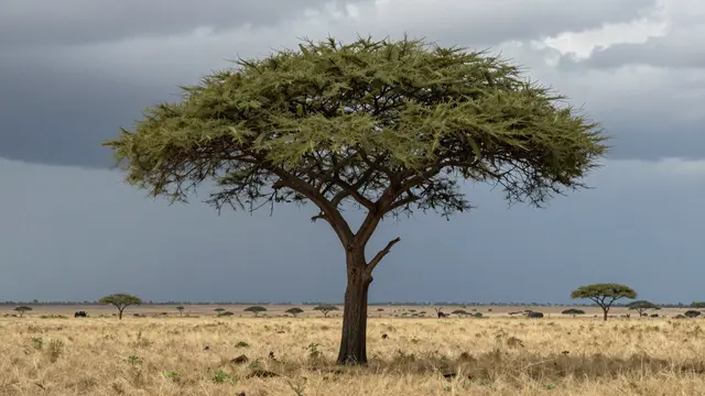 A wide flat-topped acacia tree stands in dry savanna grass beneath dark storm clouds