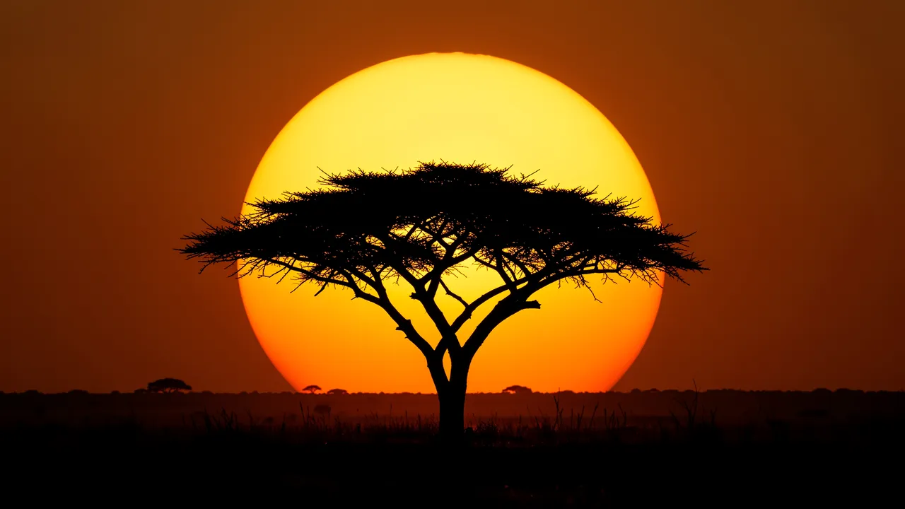 Black acacia tree silhouette stands centered against a giant glowing setting sun over the savanna
