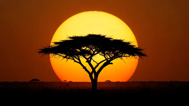 Black acacia tree silhouette stands centered against a giant glowing setting sun over the savanna