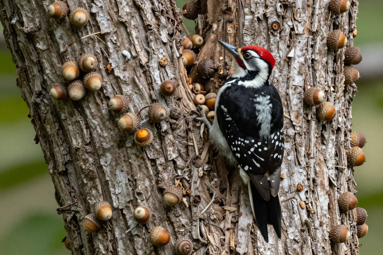 An acorn woodpecker perches on a tree trunk studded with stored acorns