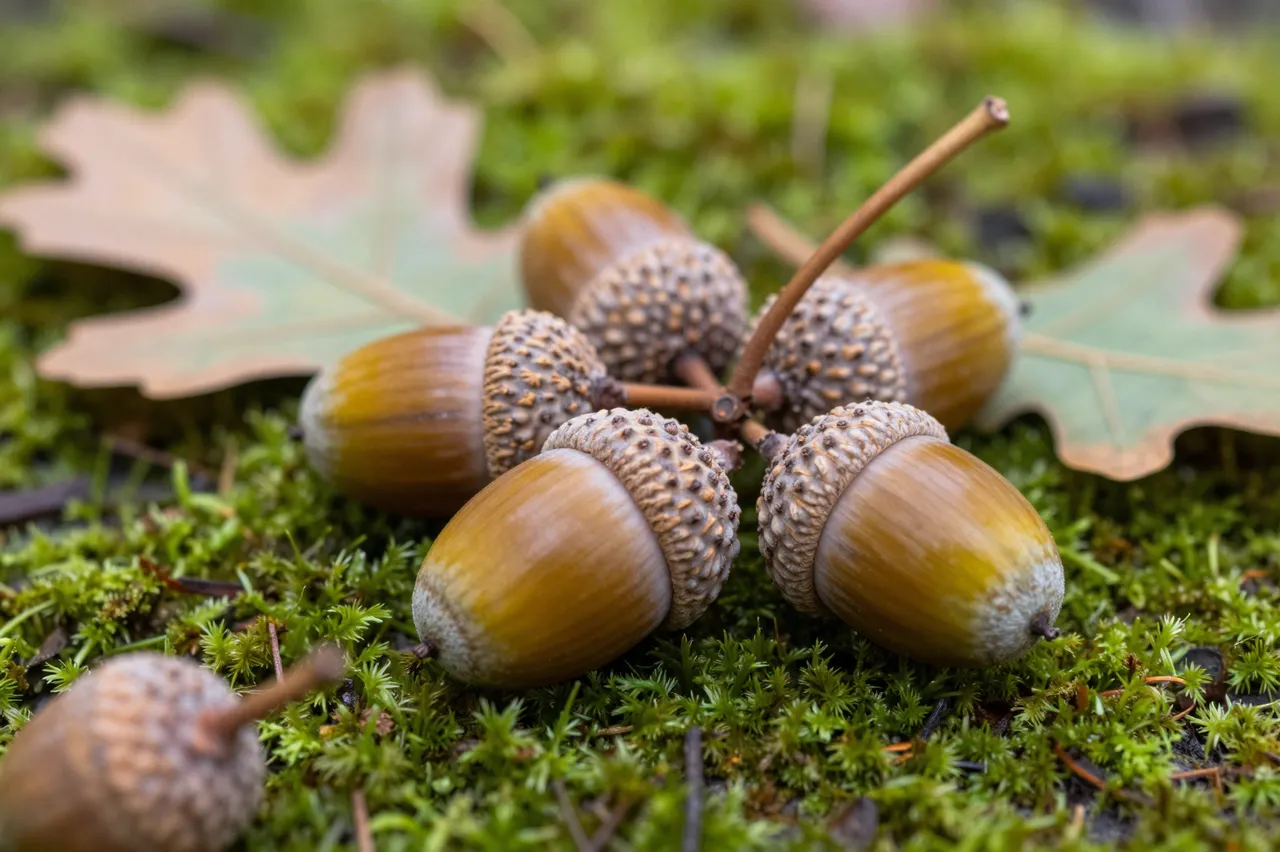 Close-up of clustered acorns and dried oak leaves resting on lush green mossy ground.