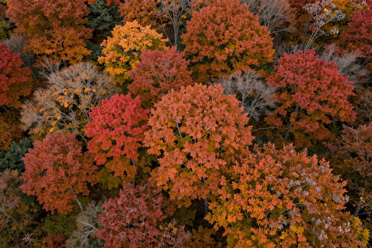 High angle aerial view of a dense autumn forest filled with vibrant red, orange, and yellow treetops