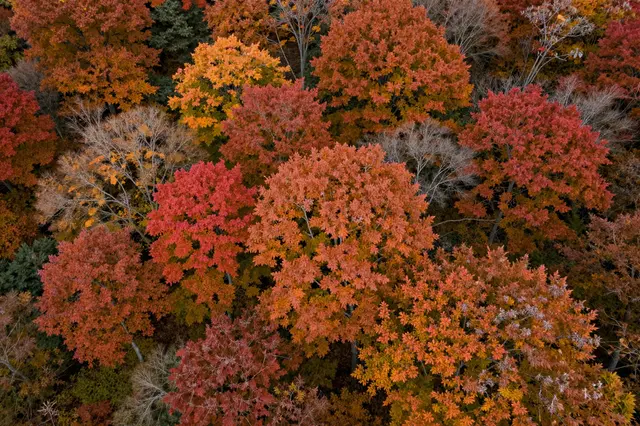 High angle aerial view of a dense autumn forest filled with vibrant red, orange, and yellow treetops