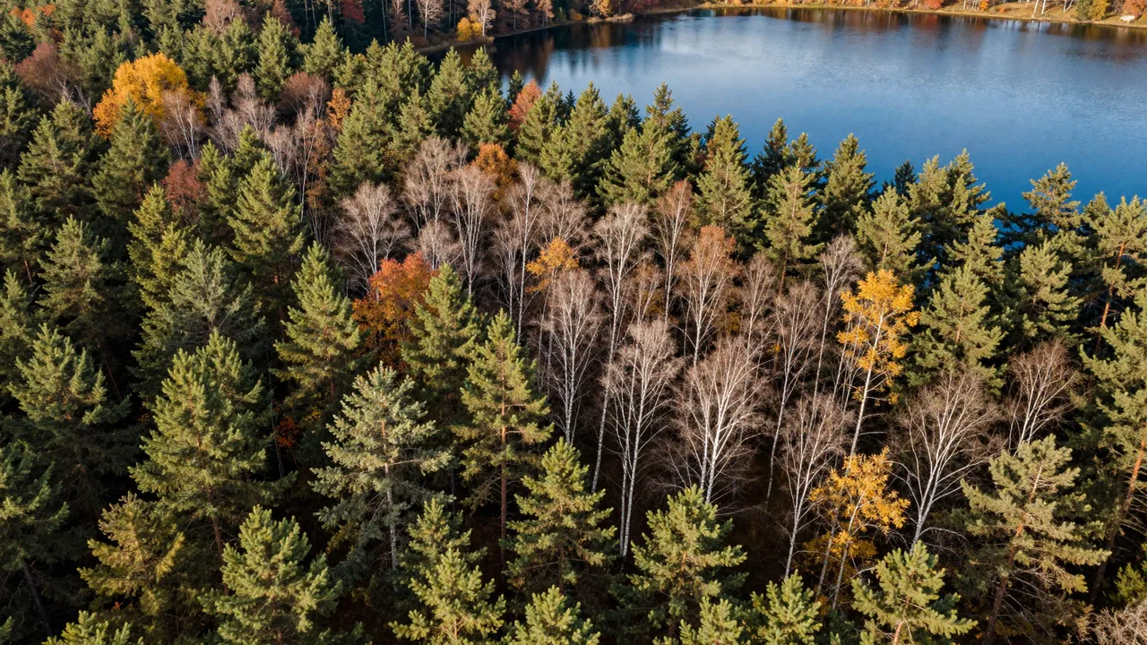 A high-angle aerial view of an autumn birch and pine forest surrounding a calm blue lake