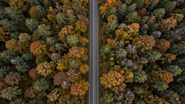 Top-down drone view of a straight paved road running through a dense multicolored autumn forest