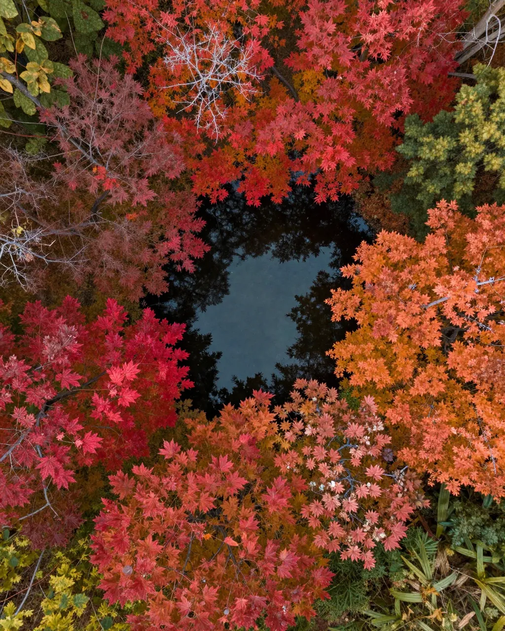 Top-down aerial view of a dark forest pond framed by vibrant red and orange autumn maple trees