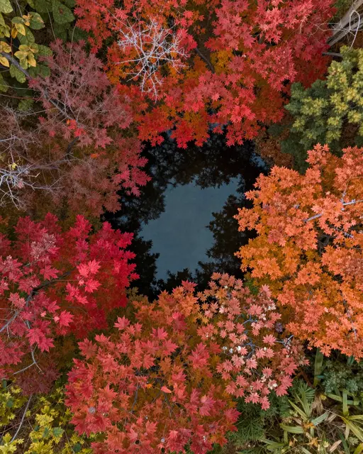 Top-down aerial view of a dark forest pond framed by vibrant red and orange autumn maple trees