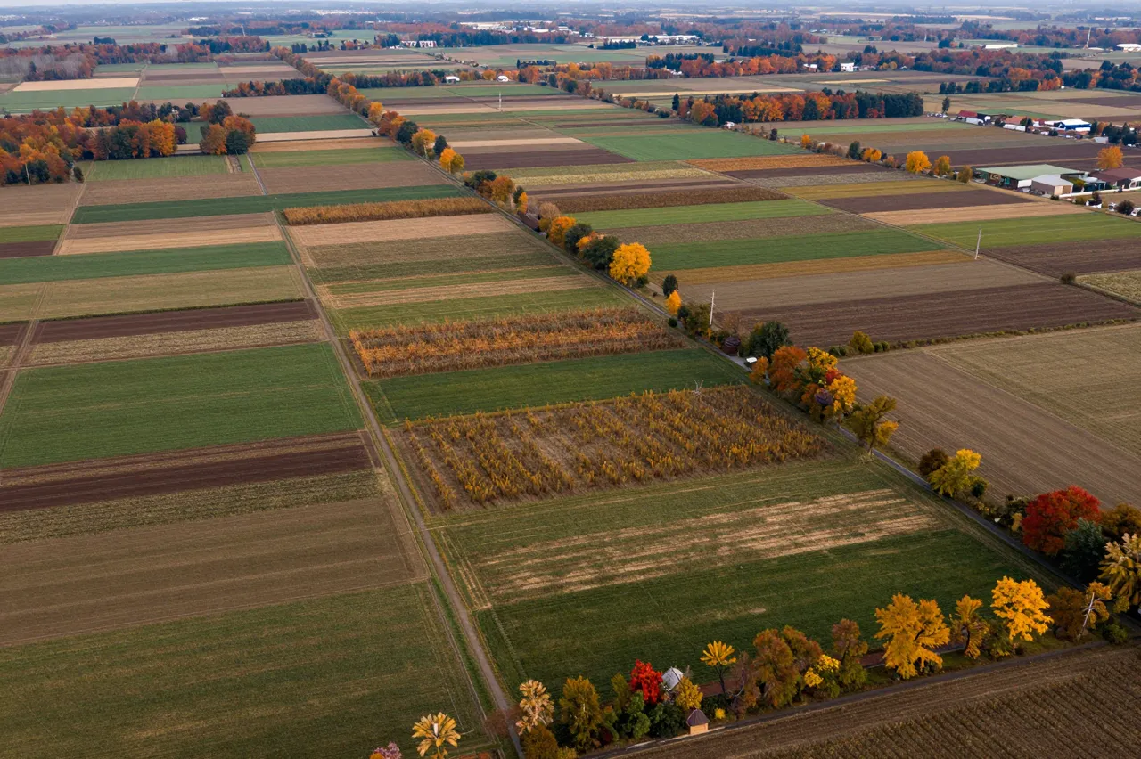High aerial drone view of geometric patchwork farm fields lined with colorful autumn trees stretching to a distant horizon.