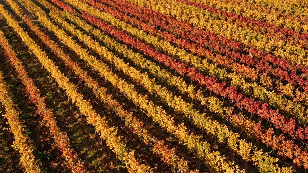 High-angle aerial view of parallel vineyard rows glowing with red and gold fall foliage in warm sunlight