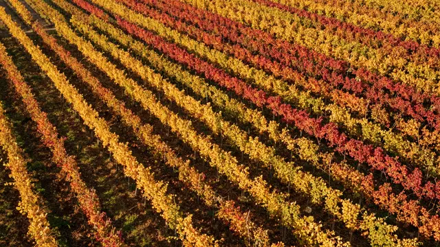 High-angle aerial view of parallel vineyard rows glowing with red and gold fall foliage in warm sunlight