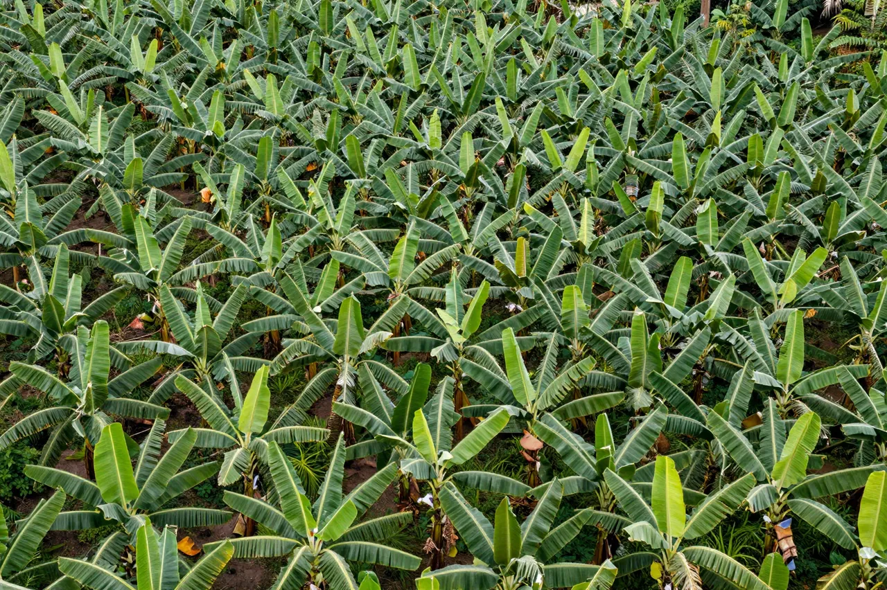 Overhead aerial view of dense rows of banana plants growing on a sloped hillside