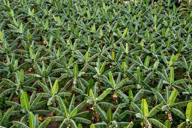 Overhead aerial view of dense rows of banana plants growing on a sloped hillside