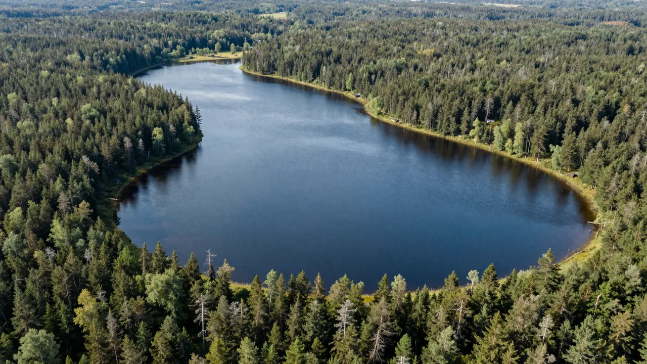 A high-angle aerial view of a curved winding lake surrounded by dense boreal conifer forest on a clear day