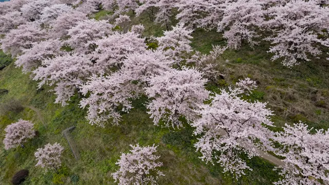 A high-angle aerial view of pink cherry blossom trees scattered across a grassy green hillside with small winding paths