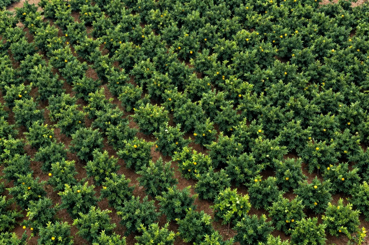 Overhead aerial view of neatly aligned rows of fruit-bearing citrus trees on a sloped planting area