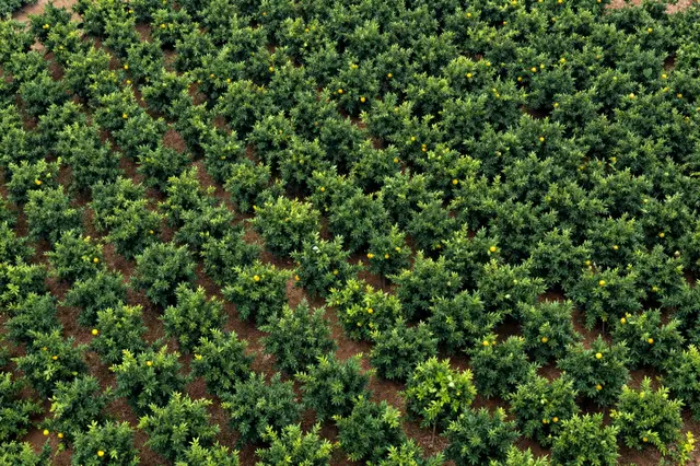 Overhead aerial view of neatly aligned rows of fruit-bearing citrus trees on a sloped planting area