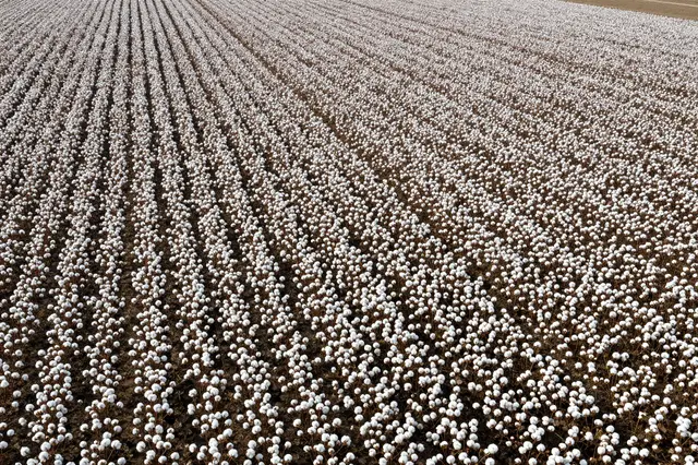 High angle aerial view of neat parallel rows of fluffy white cotton plants ready for harvest