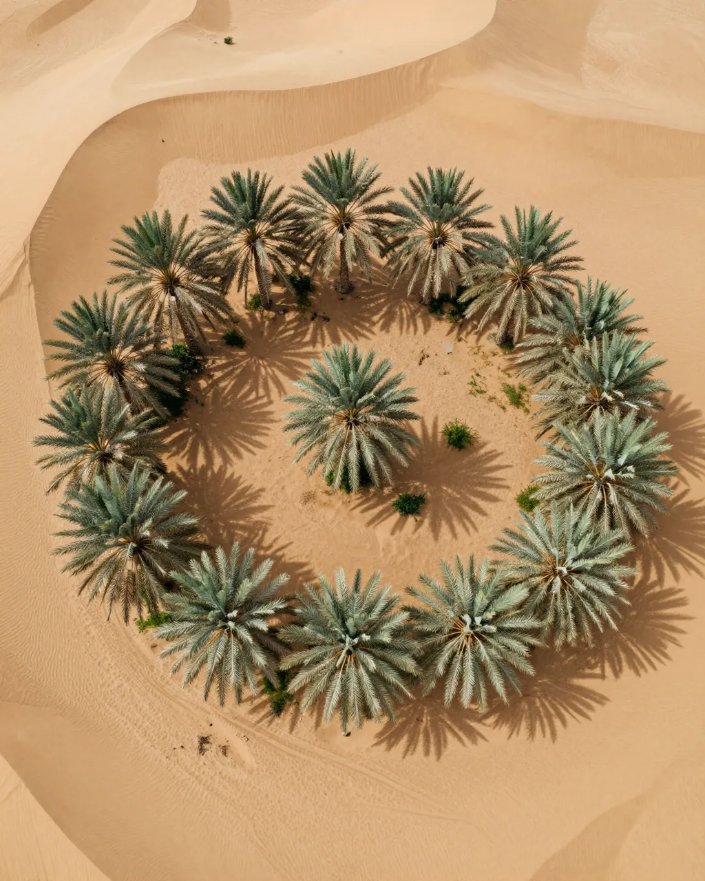 Top down aerial view of date palms arranged in a circular pattern surrounded by rippled sand dunes