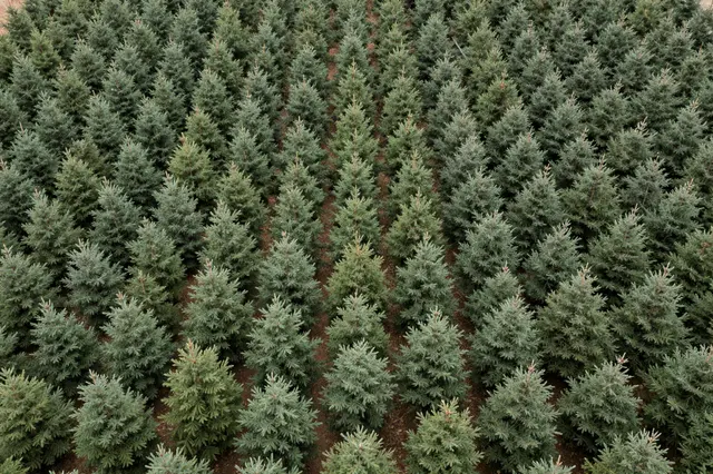 A high-angle aerial view of neat parallel rows of young conifer trees in a tree farm