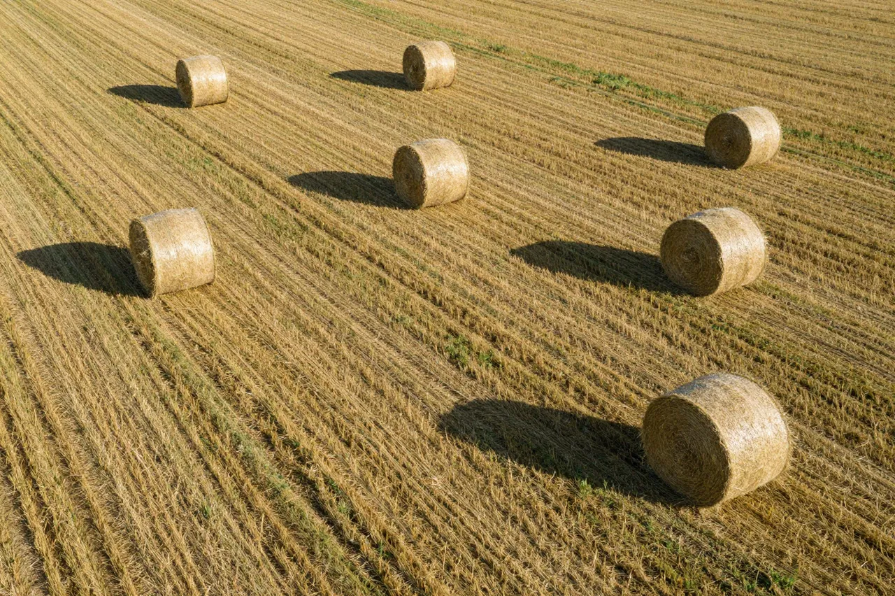 Round hay bales scattered across a mown field cast long afternoon shadows viewed from above