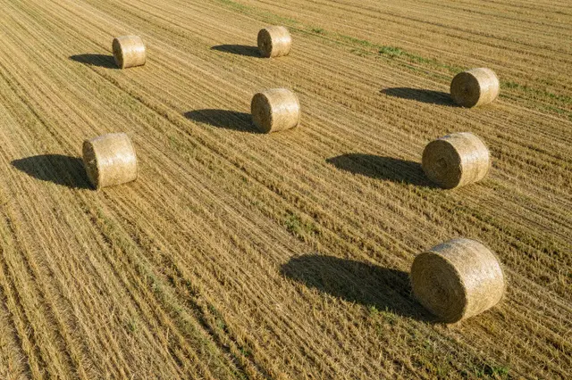 Round hay bales scattered across a mown field cast long afternoon shadows viewed from above