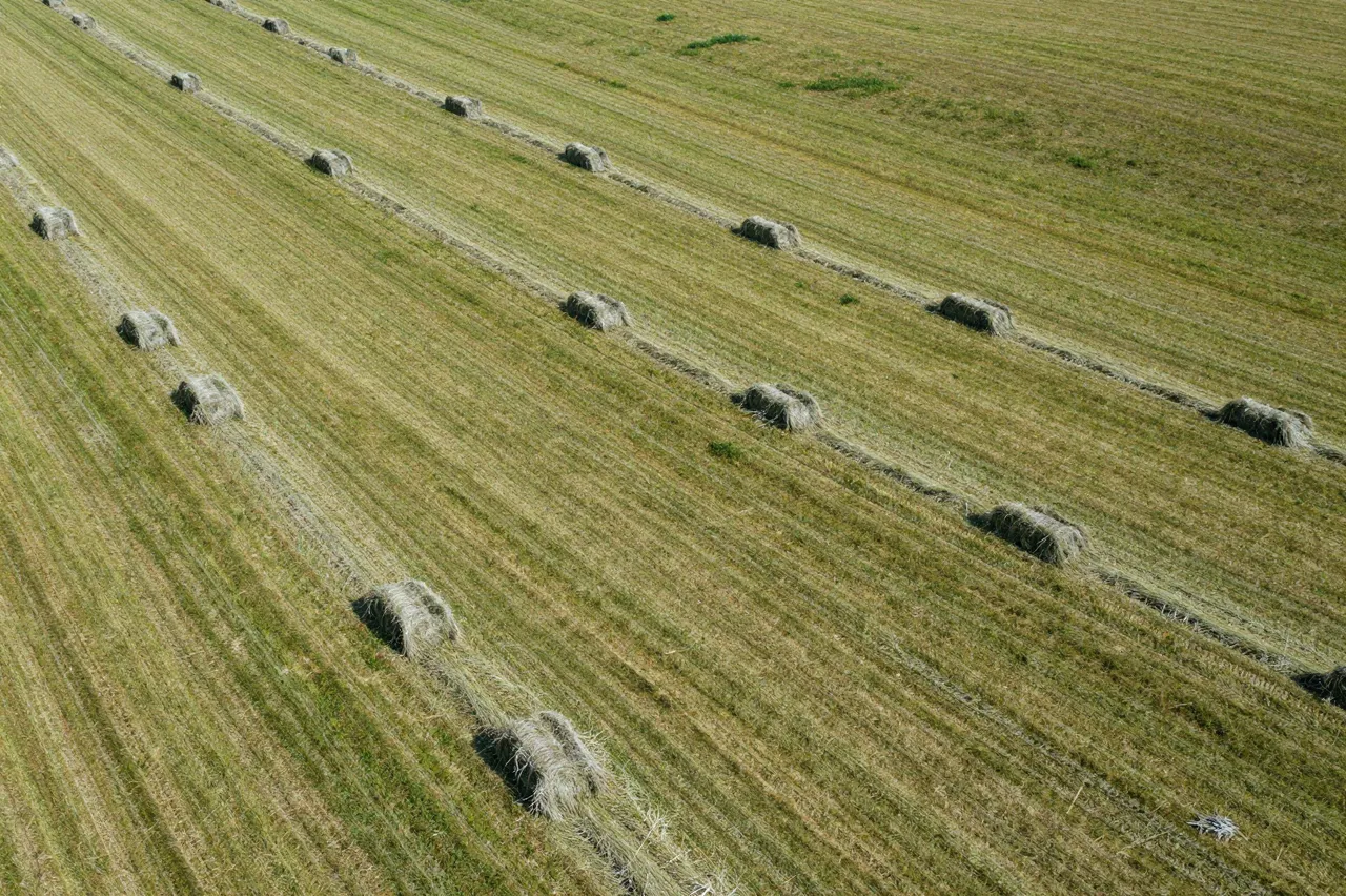 Aerial view of straight rows of raked cut hay spread across a green harvested hillside field