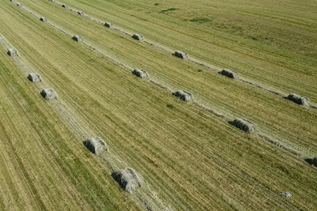 Aerial view of straight rows of raked cut hay spread across a green harvested hillside field