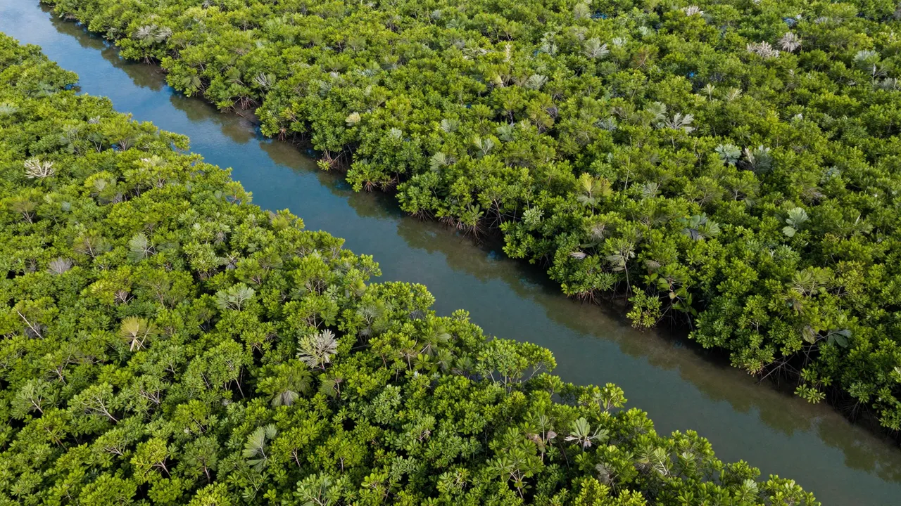 High angle aerial view of a winding blue water channel cutting through dense green mangrove forest