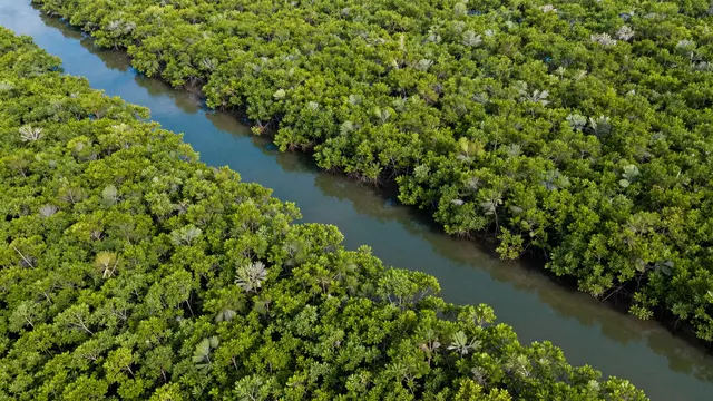 High angle aerial view of a winding blue water channel cutting through dense green mangrove forest