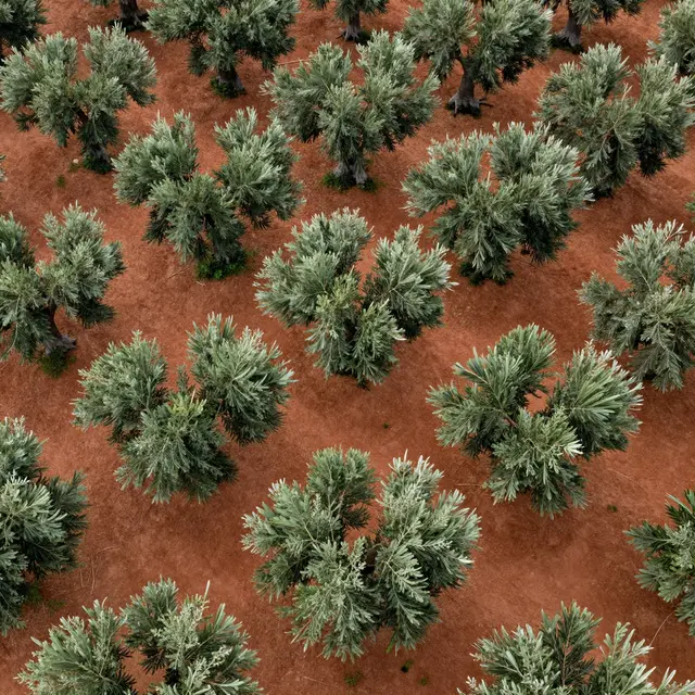 Top-down aerial view of evenly spaced olive trees with silvery green canopies growing on rich red soil